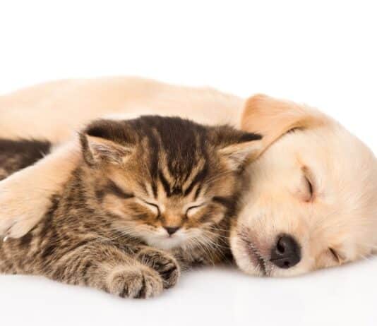 Don’t Be Ashamed To Grieve For Your Pet