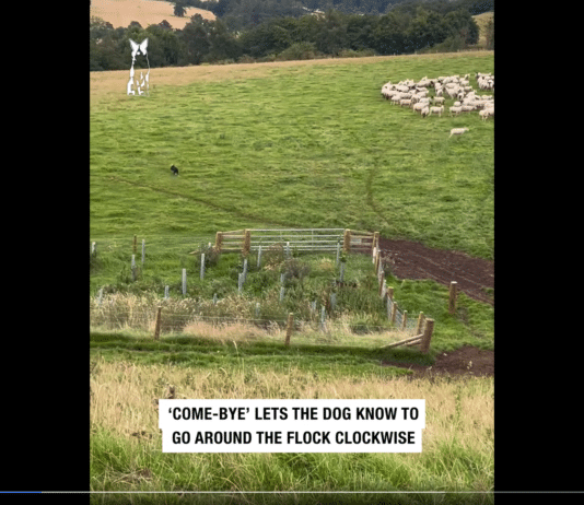 Astonishing sheepdog moves flock to another field in less than a minute
