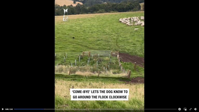 Astonishing sheepdog moves flock to another field in less than a minute