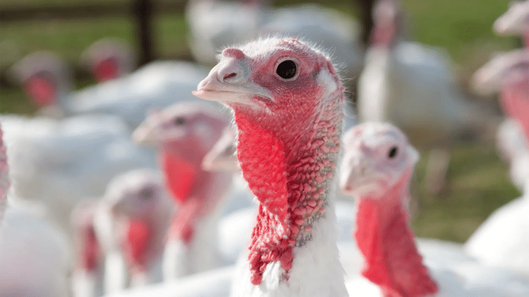 70 turkey’s stolen from West Dorset farm