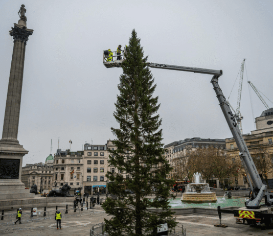 Trafalgar Square Christmas tree compared to Tory government