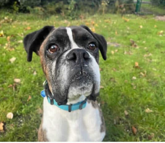 Animal neglect becoming a huge problem