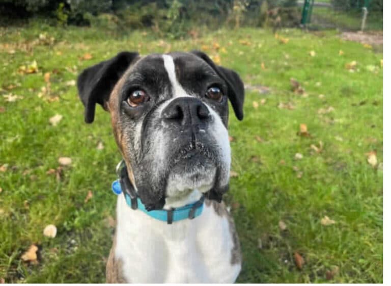 Animal neglect becoming a huge problem