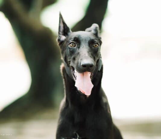 Man arrested following dangerously out of control dog incident in Bournemouth