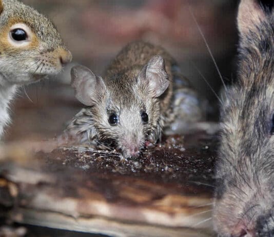 Next time your vehicle breaks down check for rats, mice and squirrels