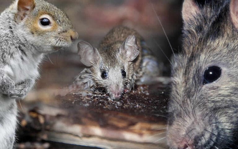 Next time your vehicle breaks down check for rats, mice and squirrels