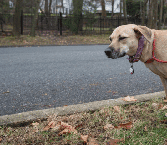 DNA tests for dogs are a way forward for addressing dog poo problem