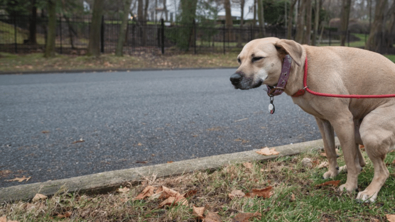 DNA tests for dogs are a way forward for addressing dog poo problem