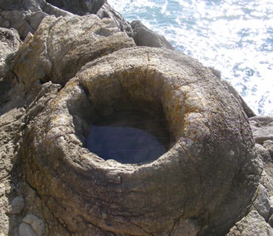 Discovering The Fossil Forest, Lulworth Cove