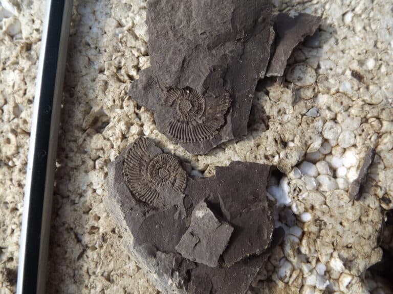 Discovering The Fleet