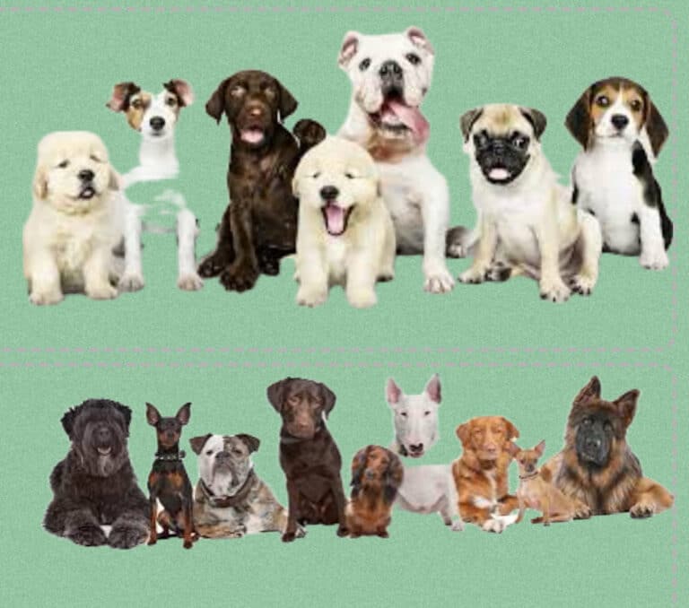 What are the UK’s most popular dog breeds? 