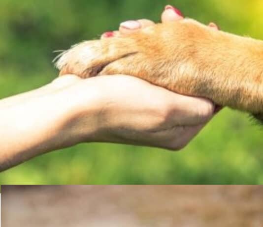Be Kind to Animals campaign sees dog meat industry prohibited in South Korea