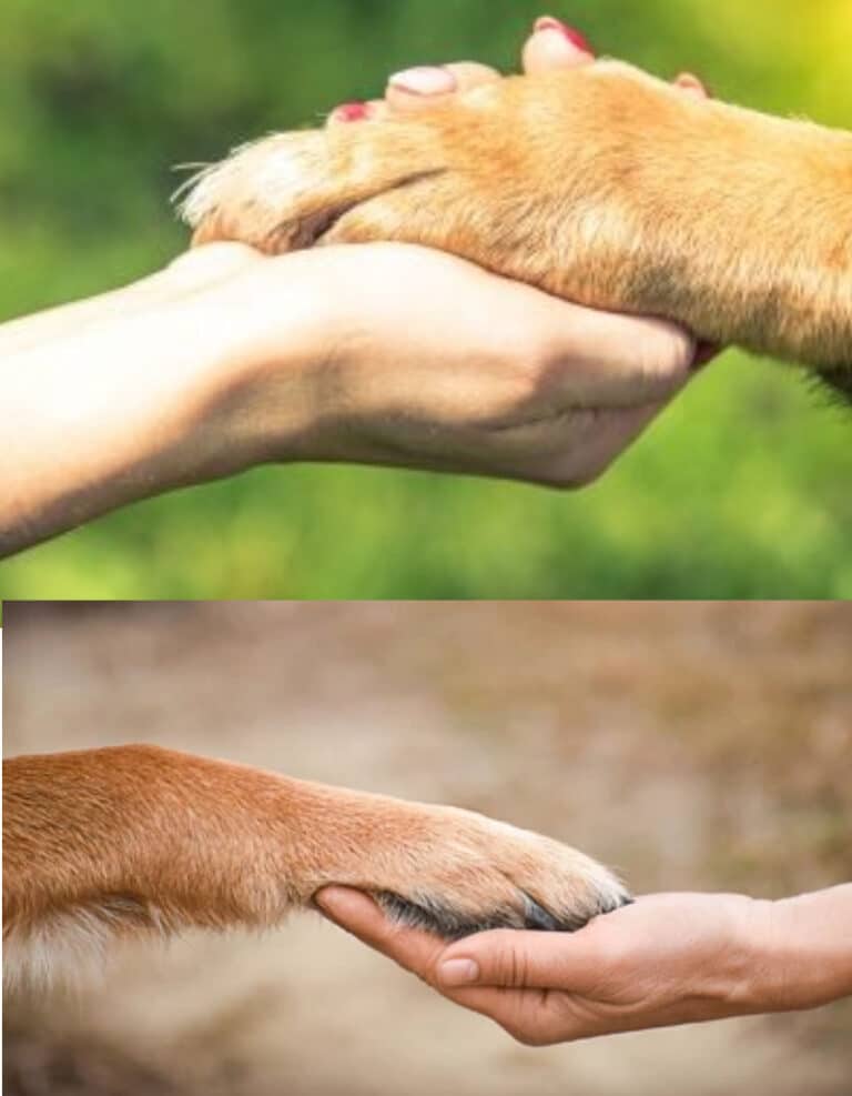 Be Kind to Animals campaign sees dog meat industry prohibited in South Korea