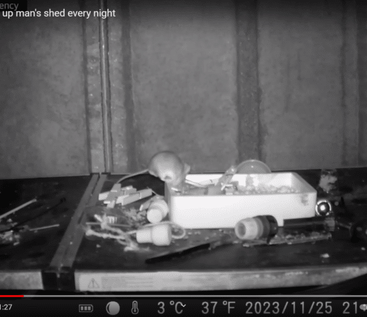 Retired postman films mouse tidying shed