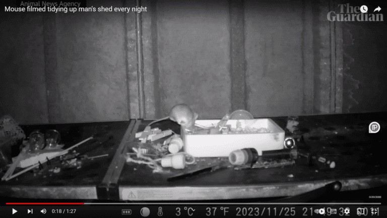 Retired postman films mouse tidying shed