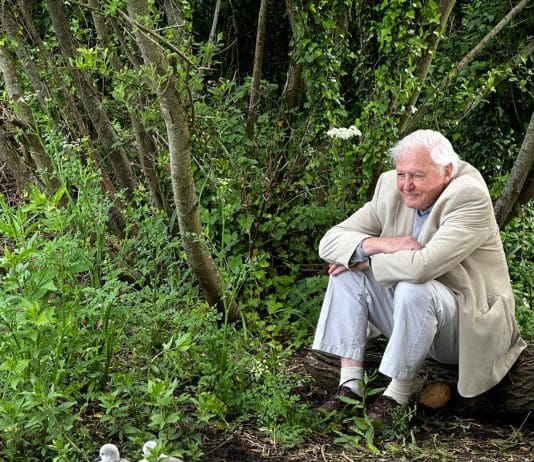 David Attenborough’s new programme was partially filmed in Dorset