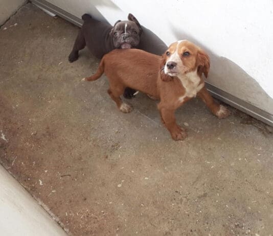 Unlicensed dog breeder prosecuted