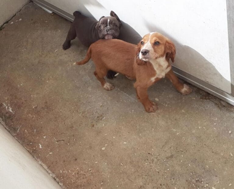 Unlicensed dog breeder prosecuted