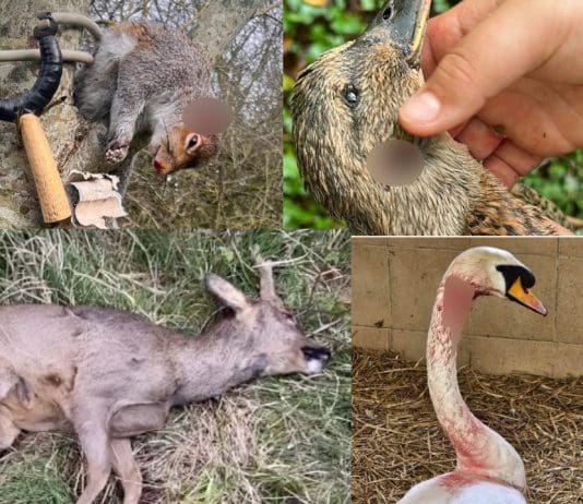 This behaviour suggests some children are becoming psychopaths