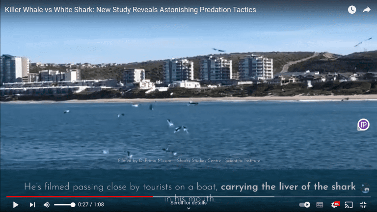 Evidence that Orca killed two Great White Sharks in waters off the coast of South Africa