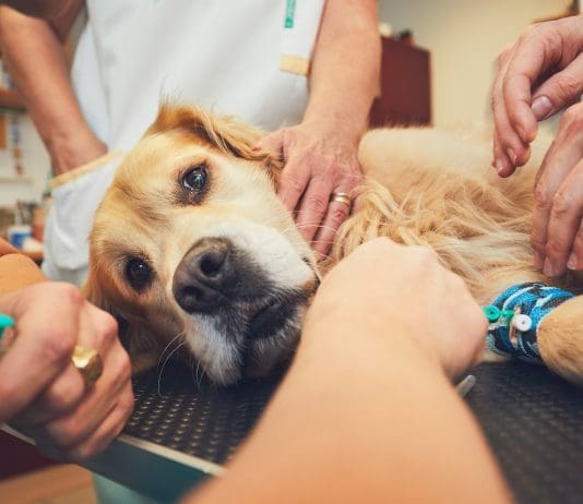 Is your vet ripping you off?