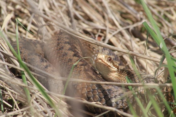 The Life Cycle of an Adder: A Serpentine Journey Through Nature's ...