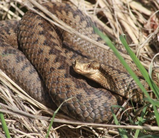 The Life Cycle of an Adder: A Serpentine Journey Through Nature’s Tapestry