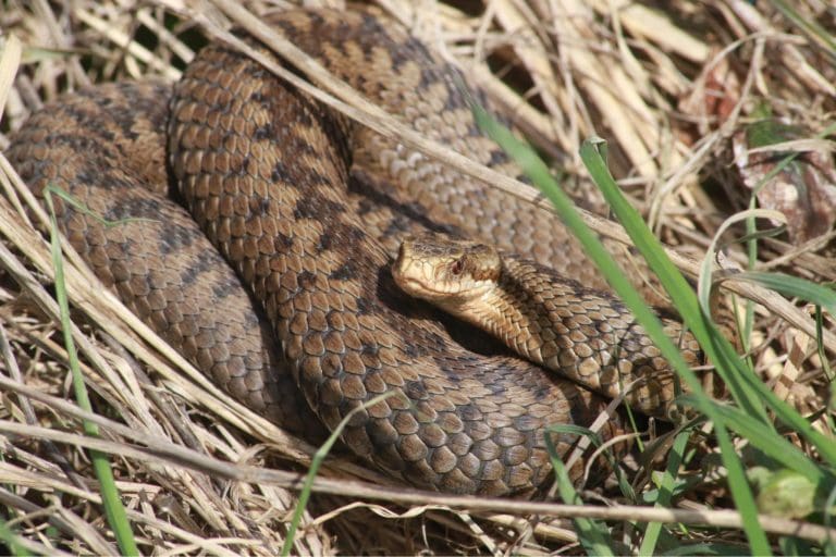 The Life Cycle of an Adder: A Serpentine Journey Through Nature’s Tapestry