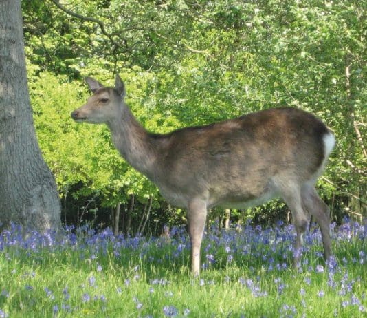 Precaution advice for Dorset drivers where deer are present