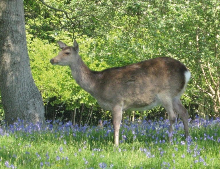 Precaution advice for Dorset drivers where deer are present