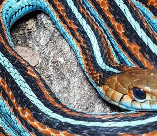 Snakes are vital to nature, so why do so many people fear them?