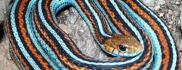 Snakes are vital to nature, so why do so many people fear them?