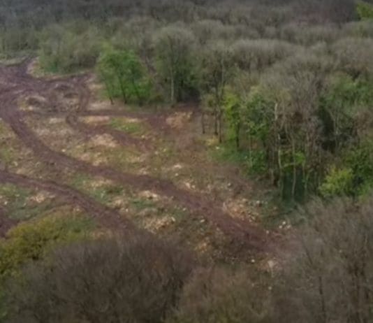 The destruction Of Came Down Woods is heartbreaking