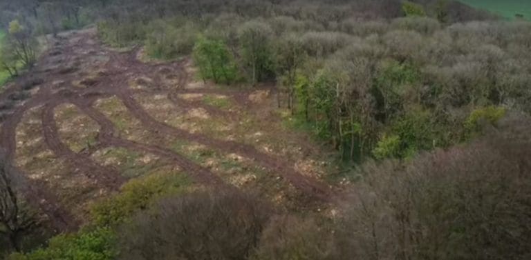 The destruction Of Came Down Woods is heartbreaking