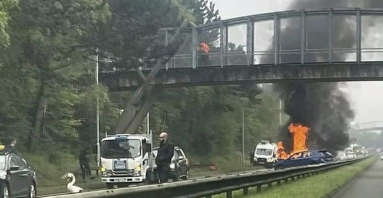 Swan causes serious crash in Poole