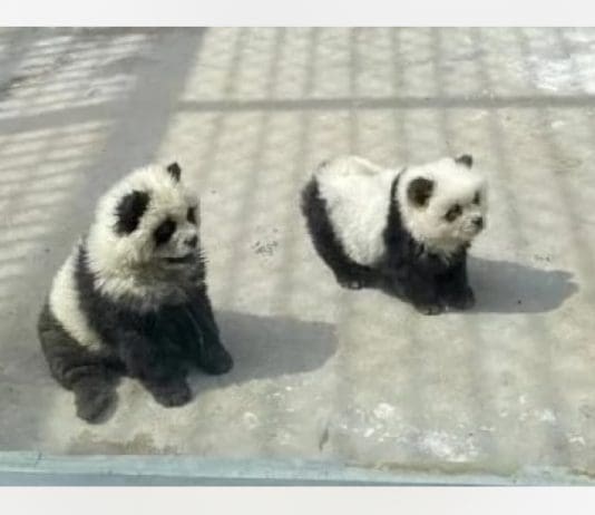 Would you be fooled?