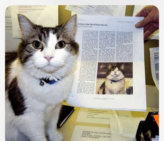 The amazing Oscar, the cat who smelled death