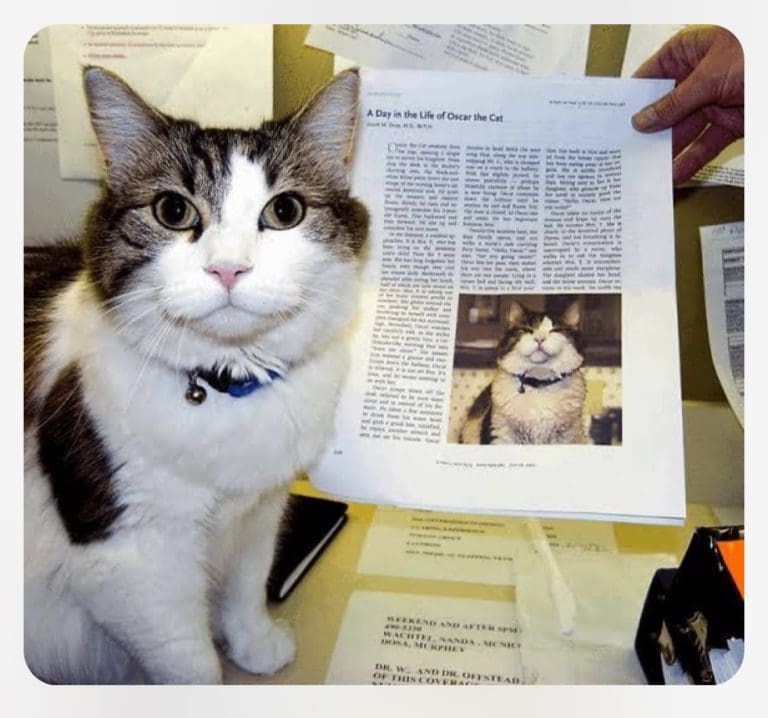 The amazing Oscar, the cat who smelled death