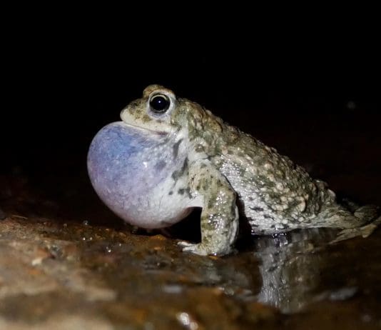 Springwatch comes to Dorset to experience rare toad
