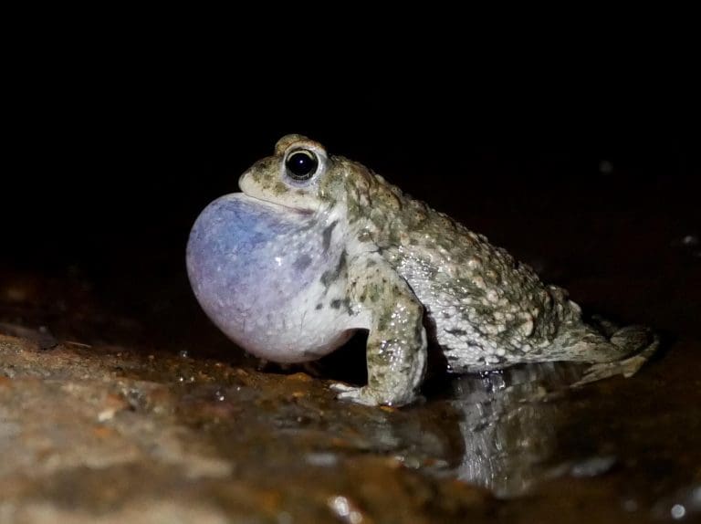 Springwatch comes to Dorset to experience rare toad