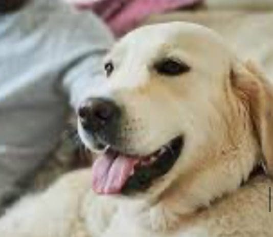 How to Keep Your Dog Happy and Healthy Indoors