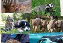 Protecting Animals is Not a War on the Countryside. It is a War on Psychopathic Behaviour