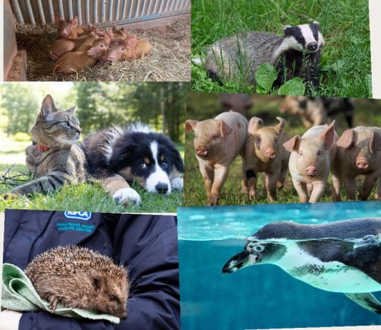 One Labour Party pledge we should all get behind