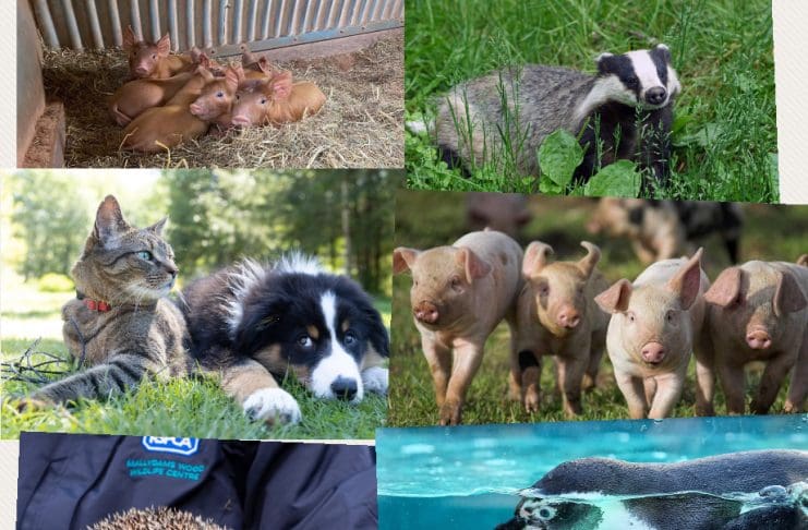 Protecting Animals is Not a War on the Countryside. It is a War on Psychopathic Behaviour