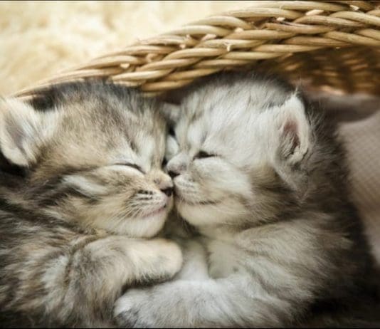 How to welcome kittens into our homes