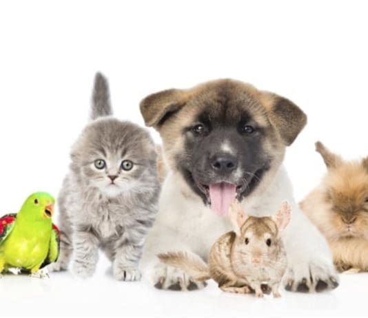 Increasing Concern At Public Appetite For Robot Pets. How About You?