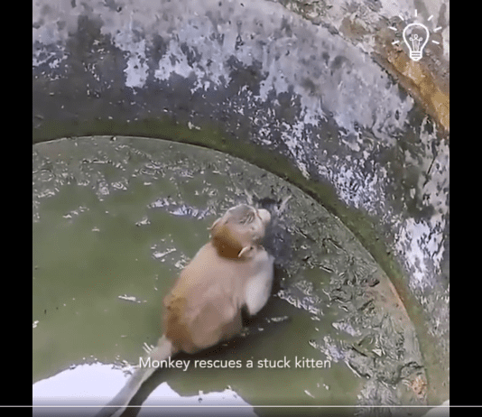 One of the most heartwarming rescues you will see