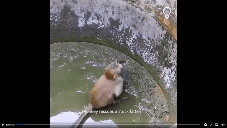 One of the most heartwarming rescues you will see