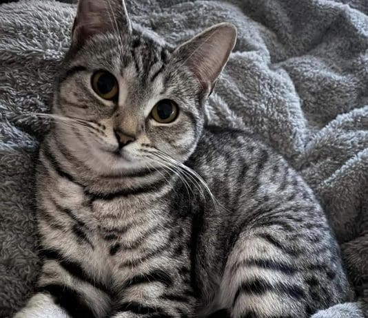 Cat put down following vicious attack