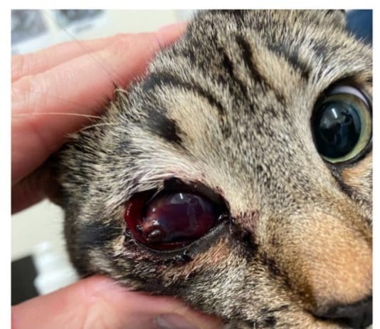 Weapon attacks on cats soars in first half of 2024